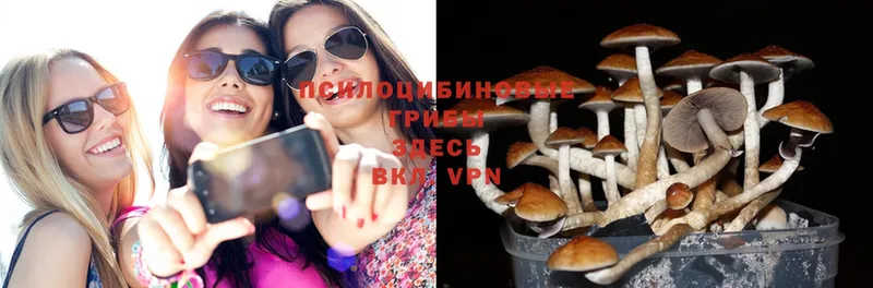 Галлюциногенные грибы Psilocybe  Сергач 